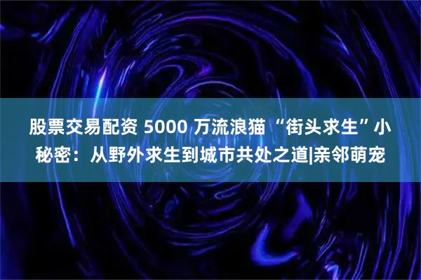 股票交易配资 5000 万流浪猫 “街头求生”小秘密：从野外求生到城市共处之道|亲邻萌宠